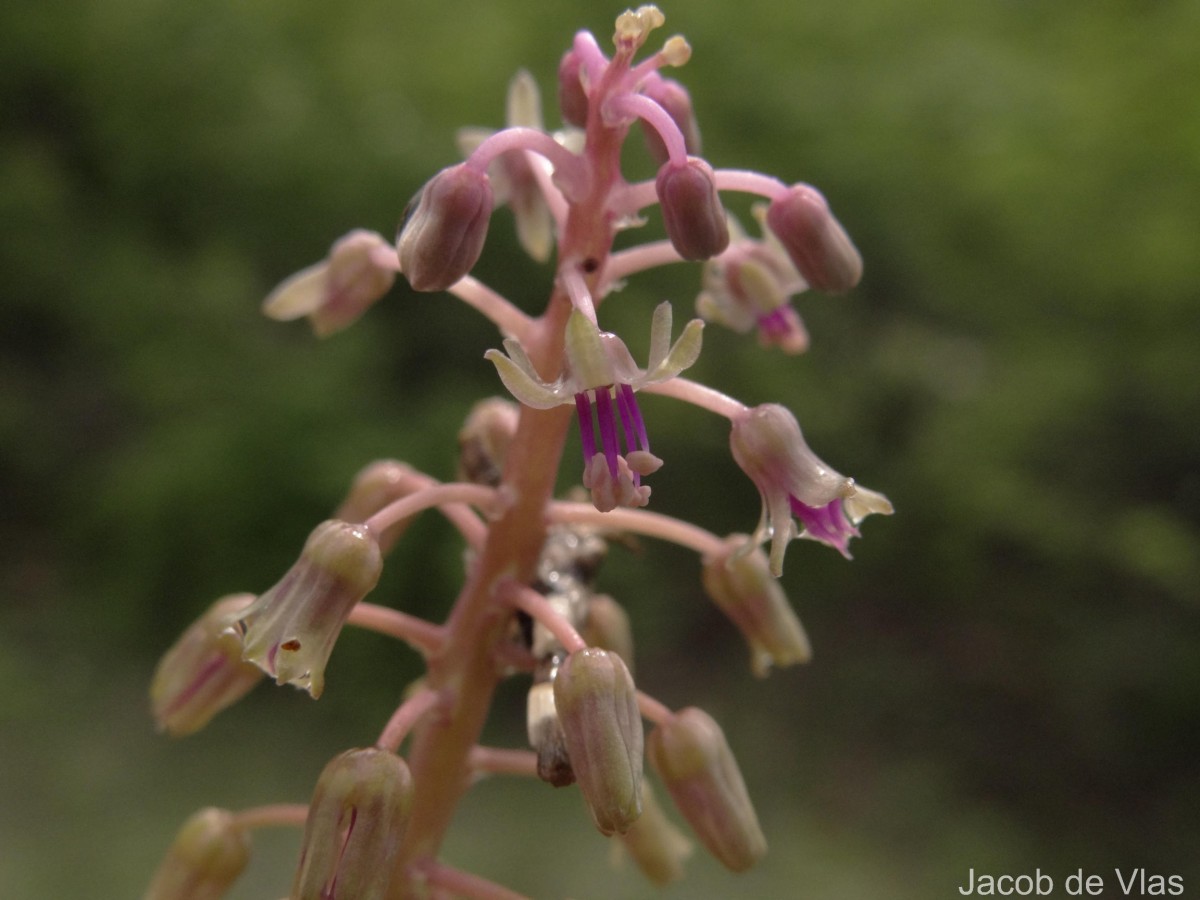 Ledebouria revoluta (L.f.) Jessop